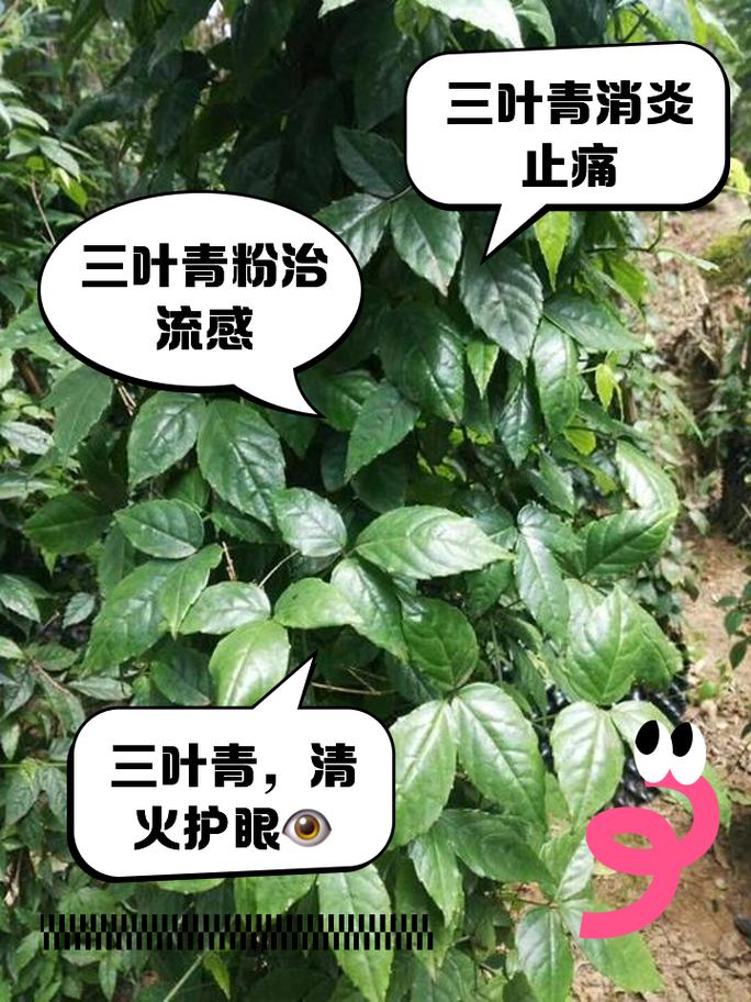 名贵药材种植？名贵药材种植品种？-第4张图片-优品飞百科