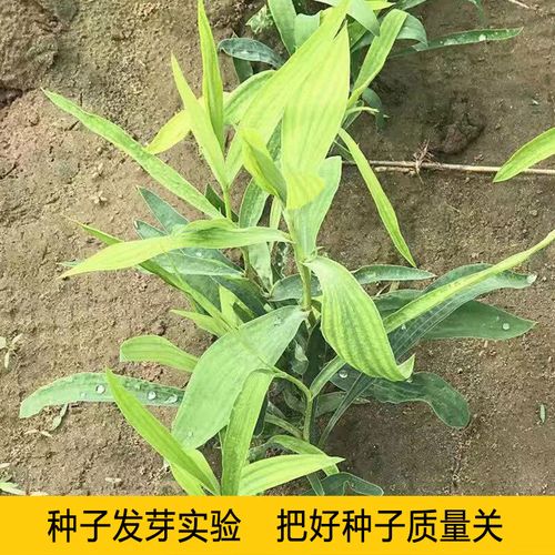 名贵药材种植？名贵药材种植品种？-第5张图片-优品飞百科