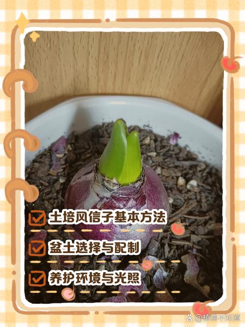 风信子的养殖方法？风信子的养殖方法和注意事项有哪些？