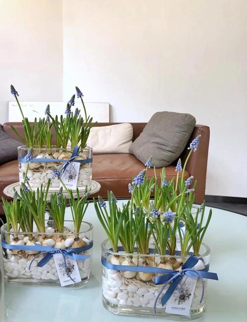 风信子的养殖方法？风信子的养殖方法和注意事项有哪些？-第2张图片-优品飞百科