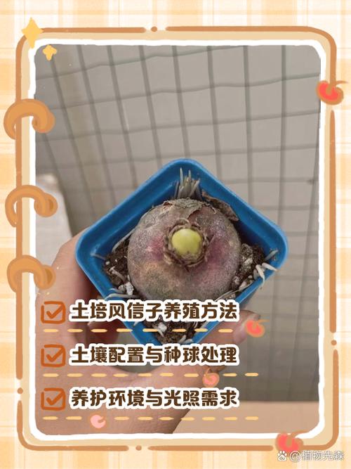 风信子的养殖方法？风信子的养殖方法和注意事项有哪些？-第3张图片-优品飞百科