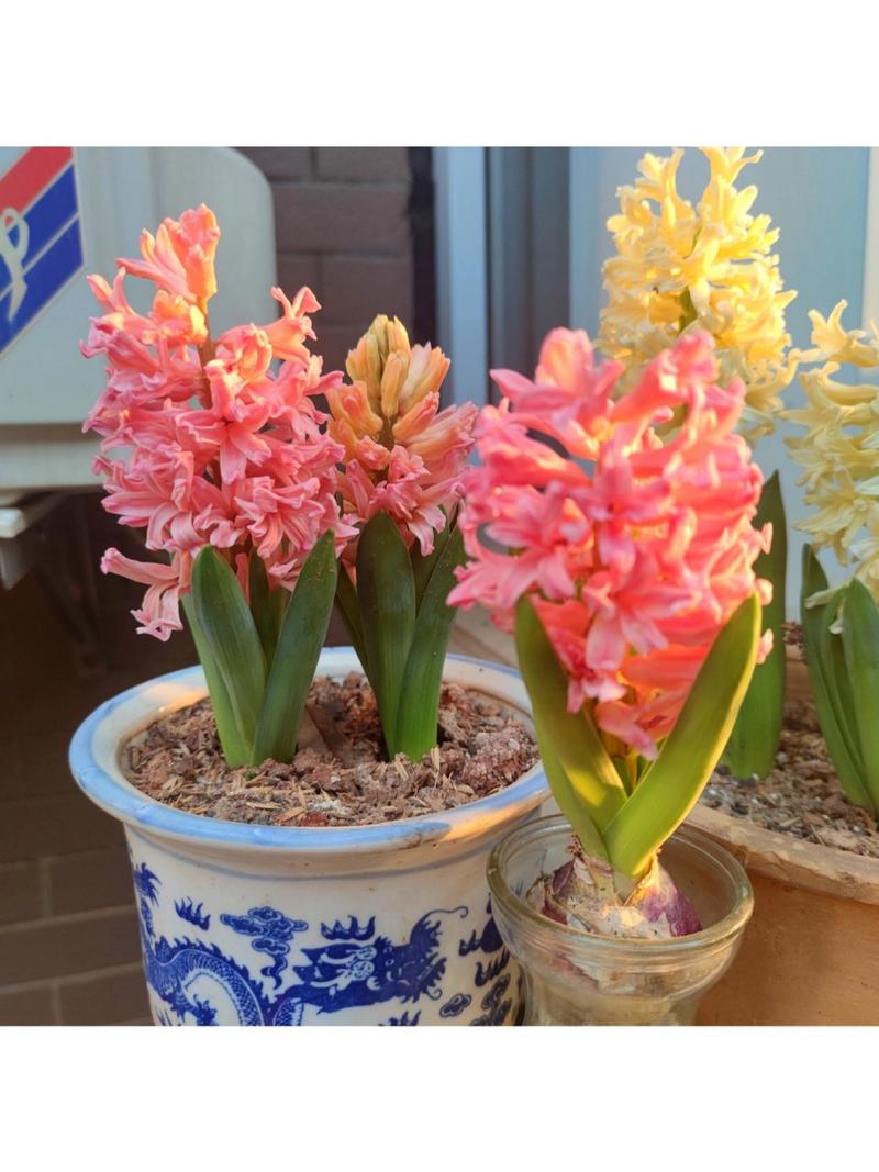 风信子的养殖方法？风信子的养殖方法和注意事项有哪些？-第4张图片-优品飞百科