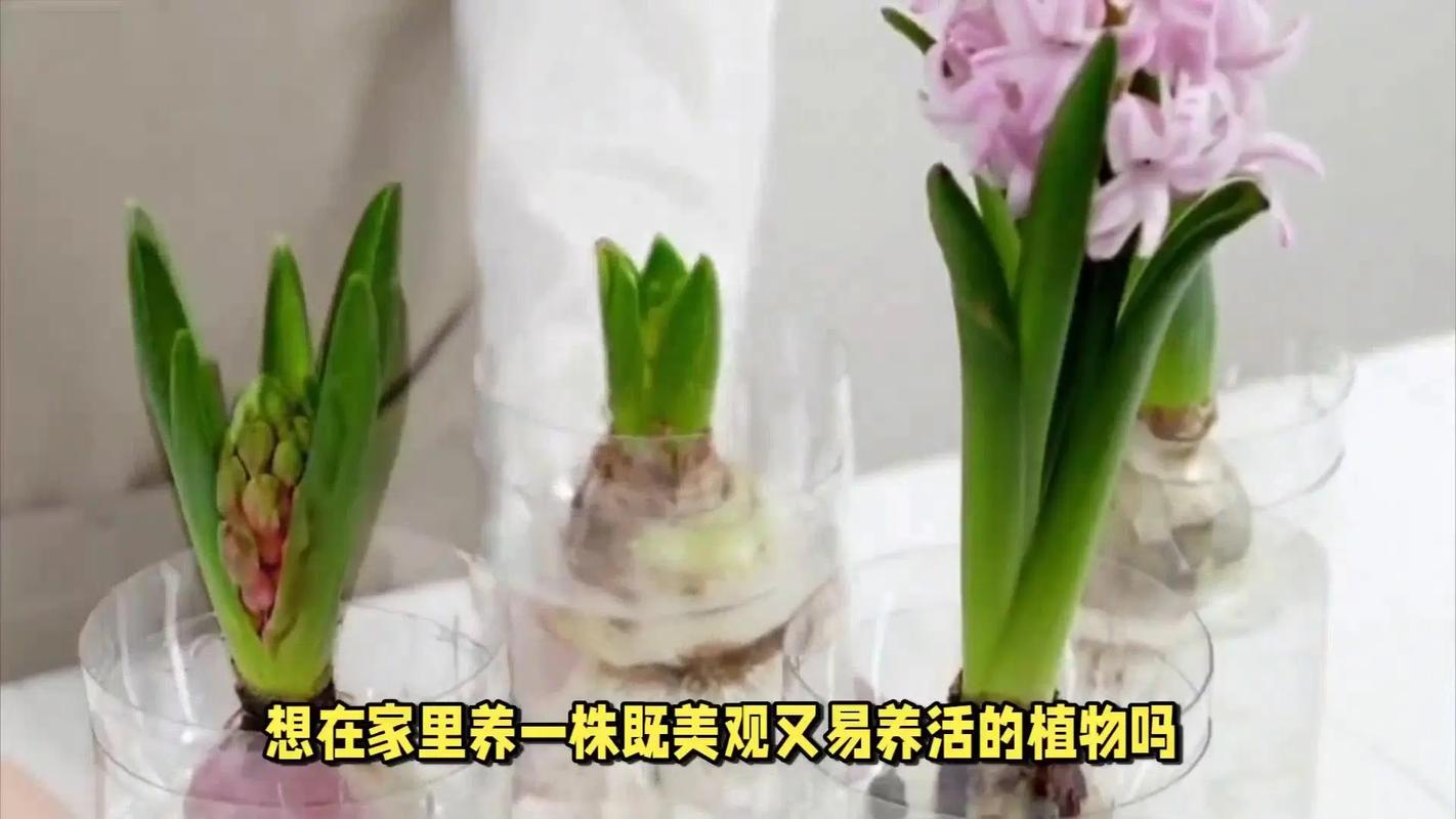 风信子的养殖方法？风信子的养殖方法和注意事项有哪些？-第5张图片-优品飞百科