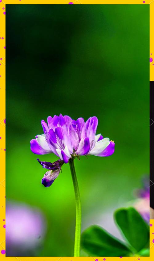 紫云英怎么养，紫云英怎么养护-第3张图片-优品飞百科