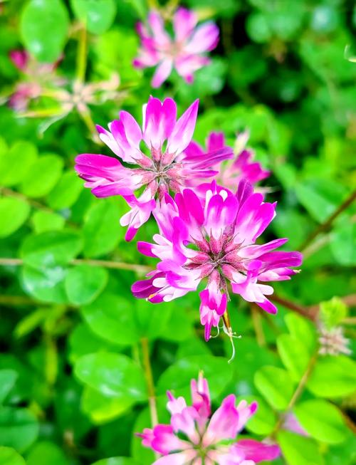 紫云英怎么养，紫云英怎么养护-第4张图片-优品飞百科