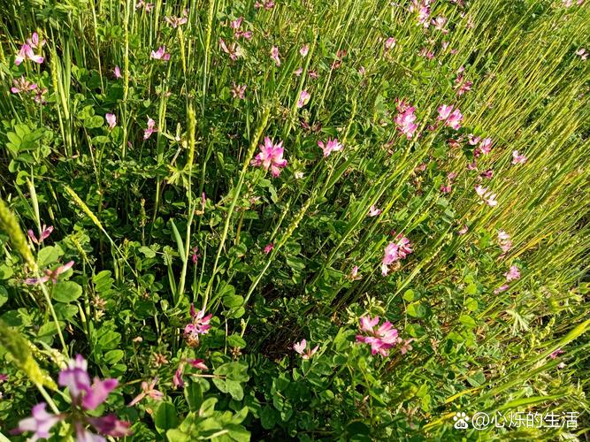 紫云英怎么养，紫云英怎么养护-第5张图片-优品飞百科