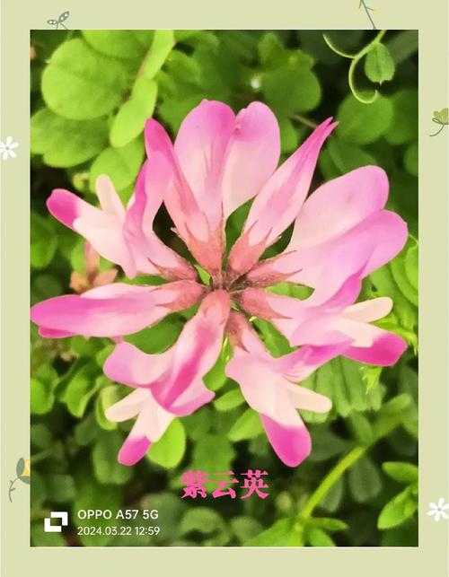 紫云英怎么养，紫云英怎么养护-第6张图片-优品飞百科