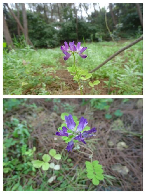 紫云英怎么养，紫云英怎么养护-第7张图片-优品飞百科