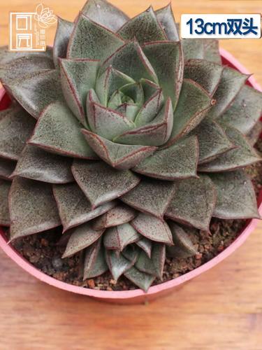 多肉爆头后怎么处理？多肉爆头了怎么办？