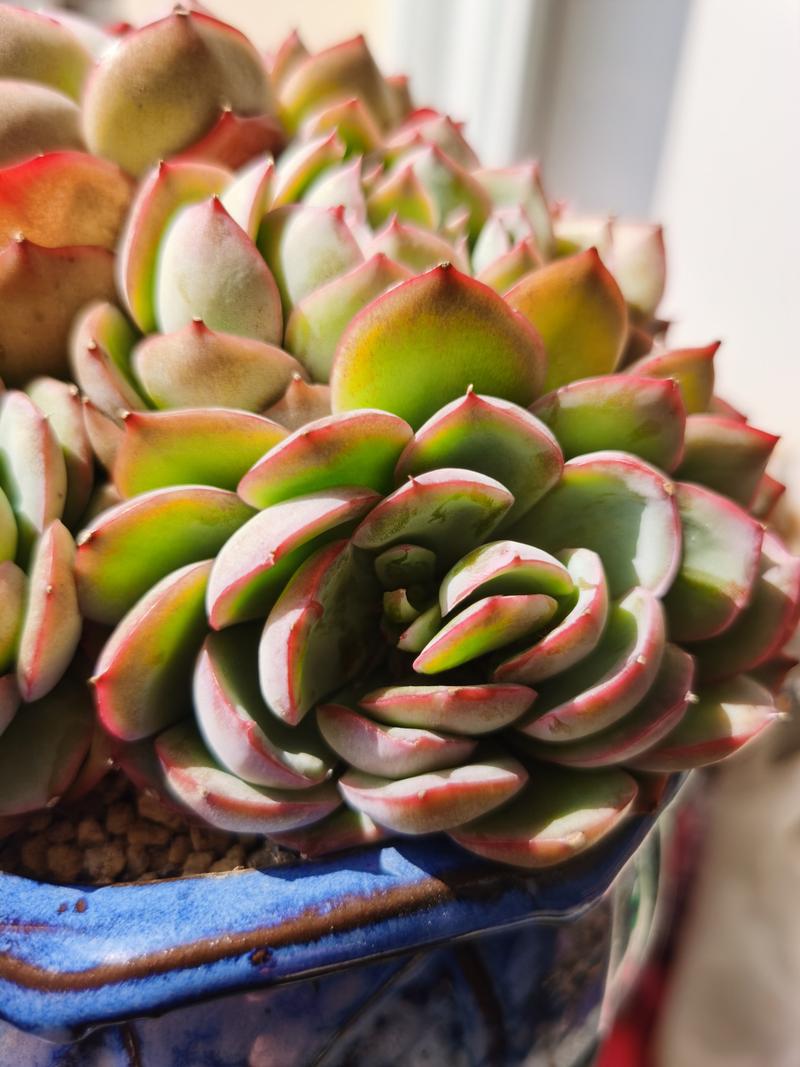 多肉爆头后怎么处理？多肉爆头了怎么办？-第2张图片-优品飞百科