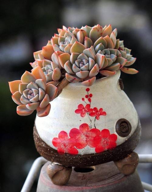 多肉爆头后怎么处理？多肉爆头了怎么办？-第3张图片-优品飞百科