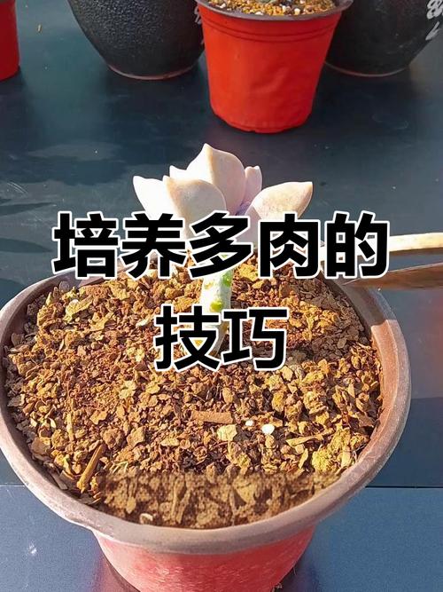 多肉爆头后怎么处理？多肉爆头了怎么办？-第5张图片-优品飞百科