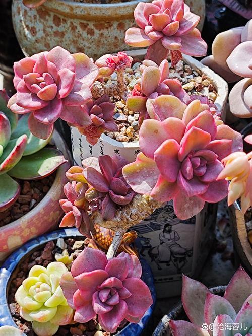 多肉爆头后怎么处理？多肉爆头了怎么办？-第6张图片-优品飞百科