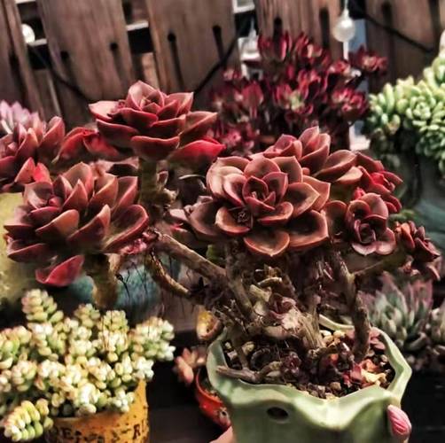 多肉爆头后怎么处理？多肉爆头了怎么办？-第7张图片-优品飞百科