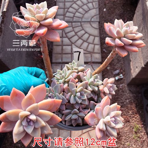 多肉爆头后怎么处理？多肉爆头了怎么办？-第8张图片-优品飞百科