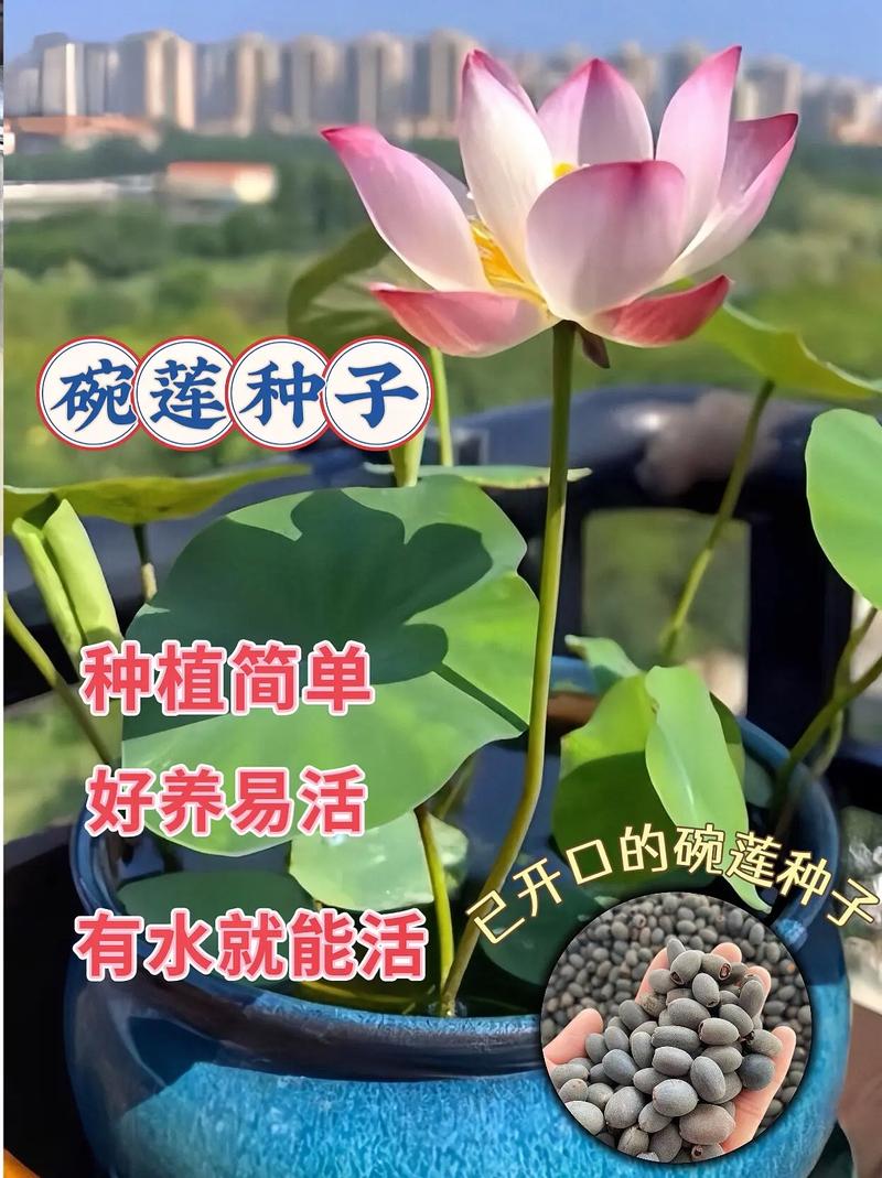 碗莲用多大的盆种最佳？碗莲得用多大的盆？-第1张图片-优品飞百科