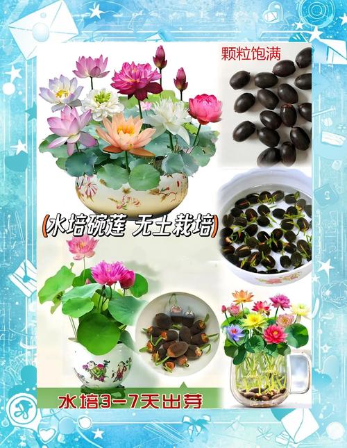 碗莲用多大的盆种最佳？碗莲得用多大的盆？-第2张图片-优品飞百科