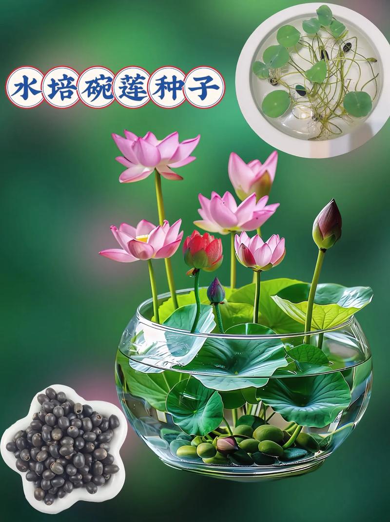 碗莲用多大的盆种最佳？碗莲得用多大的盆？-第5张图片-优品飞百科