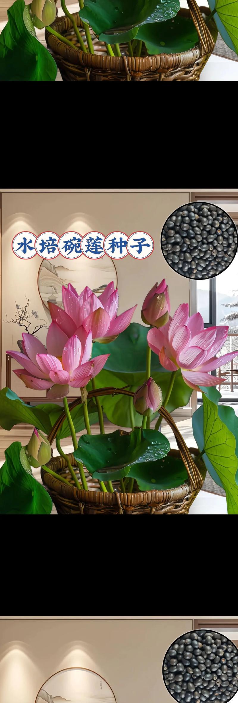 碗莲用多大的盆种最佳？碗莲得用多大的盆？-第6张图片-优品飞百科