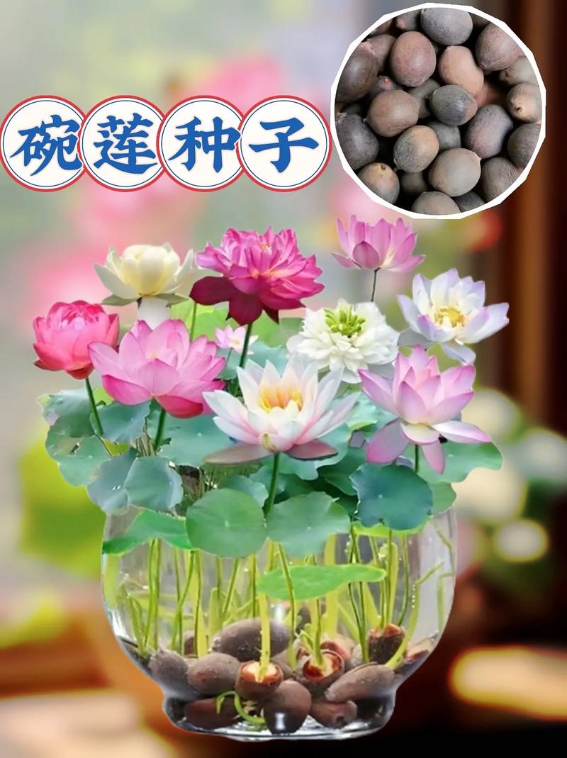 碗莲用多大的盆种最佳？碗莲得用多大的盆？-第7张图片-优品飞百科