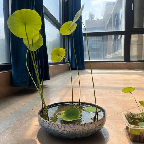 碗莲用多大的盆种最佳？碗莲得用多大的盆？-第8张图片-优品飞百科