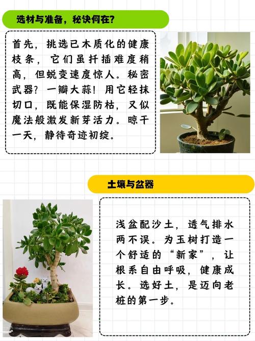 绿玉树怎么繁殖？绿玉树怎么栽？