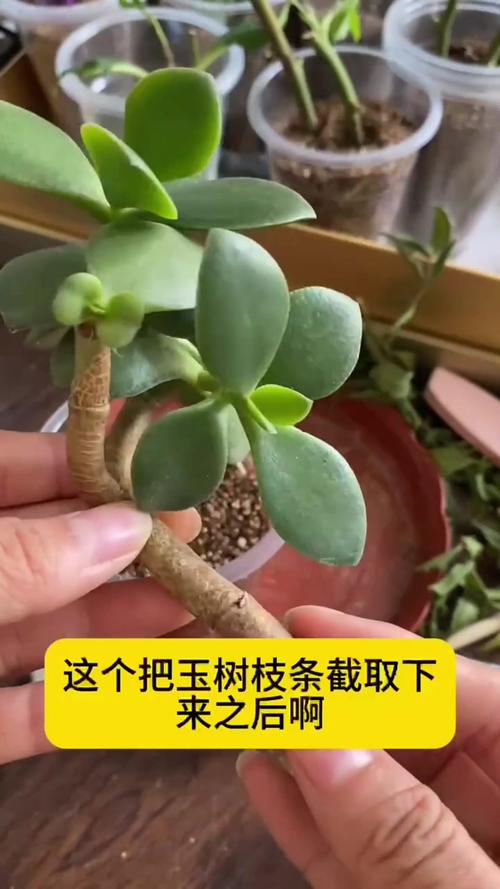 绿玉树怎么繁殖？绿玉树怎么栽？-第2张图片-优品飞百科