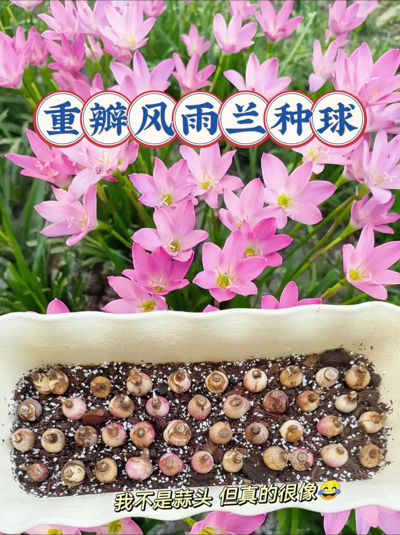 风雨兰用什么土，风雨兰用什么土壤可以养到爆棚？