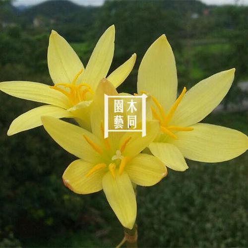 风雨兰用什么土，风雨兰用什么土壤可以养到爆棚？-第2张图片-优品飞百科