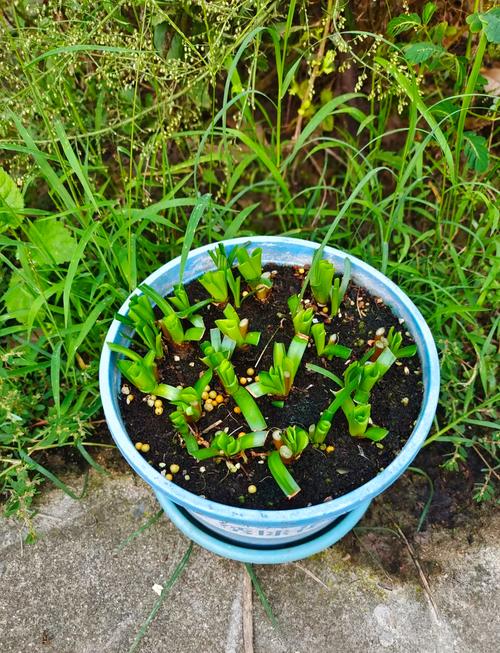 风雨兰用什么土，风雨兰用什么土壤可以养到爆棚？-第4张图片-优品飞百科