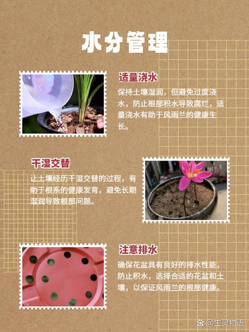 风雨兰用什么土，风雨兰用什么土壤可以养到爆棚？-第5张图片-优品飞百科