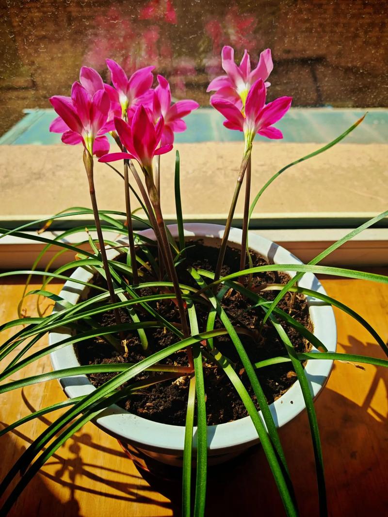 风雨兰用什么土，风雨兰用什么土壤可以养到爆棚？-第6张图片-优品飞百科