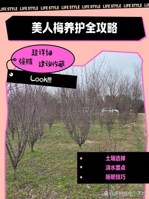 新买的梅花怎么养，新买的梅花怎么栽种？-第1张图片-优品飞百科