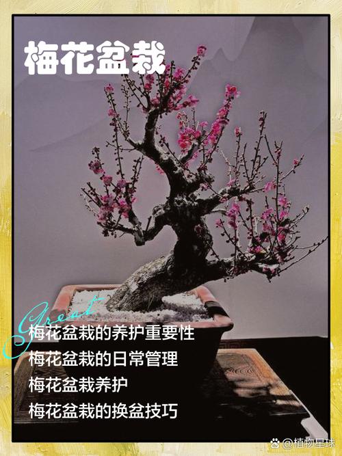 新买的梅花怎么养，新买的梅花怎么栽种？-第2张图片-优品飞百科