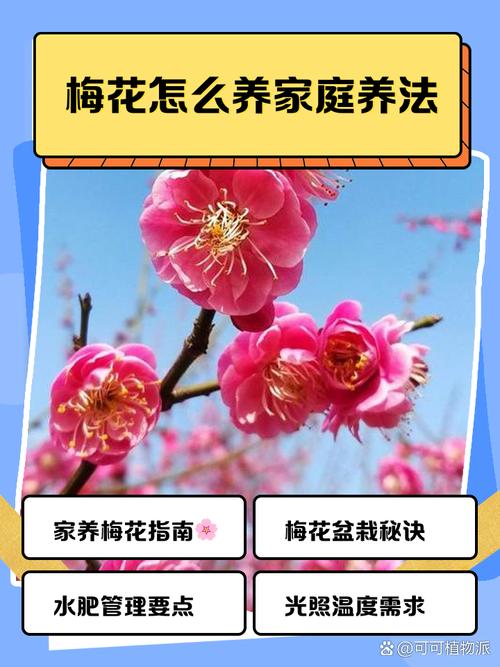 新买的梅花怎么养，新买的梅花怎么栽种？-第4张图片-优品飞百科