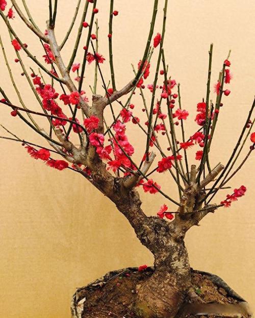 新买的梅花怎么养，新买的梅花怎么栽种？-第5张图片-优品飞百科