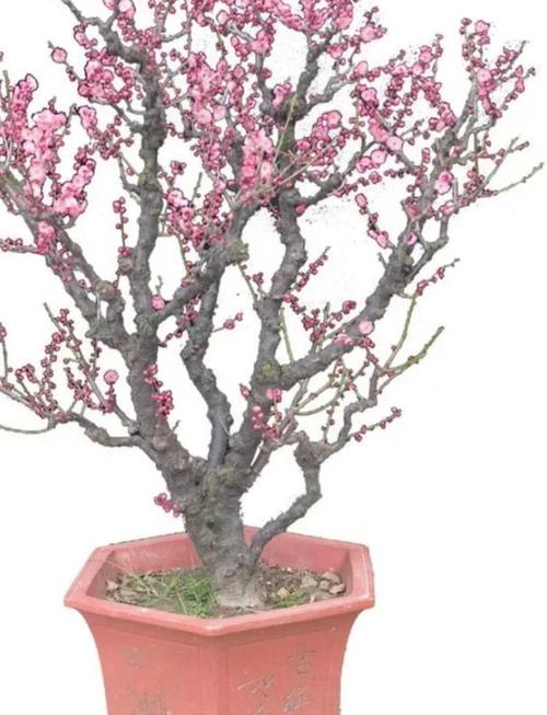 新买的梅花怎么养，新买的梅花怎么栽种？-第6张图片-优品飞百科