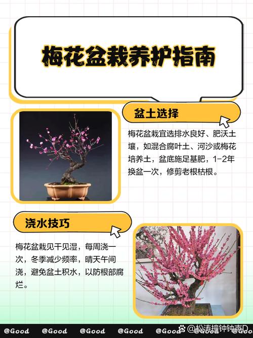 新买的梅花怎么养，新买的梅花怎么栽种？-第7张图片-优品飞百科