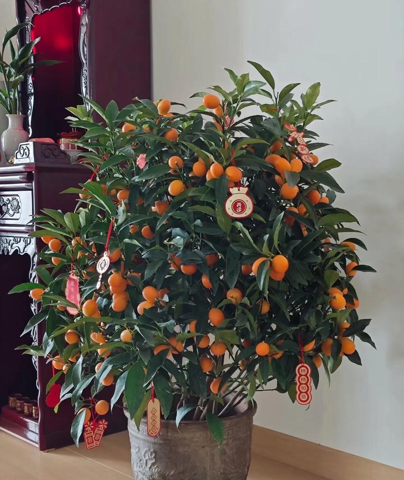 这花摆一盆放客厅？这花摆一盆放客厅还是卧室？-第2张图片-优品飞百科