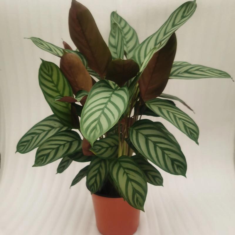 这花摆一盆放客厅？这花摆一盆放客厅还是卧室？