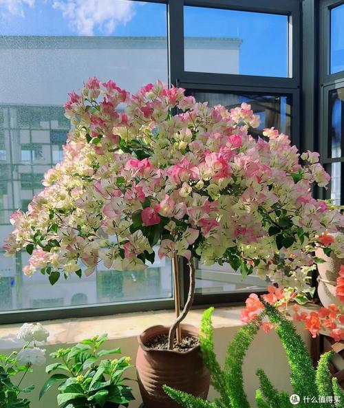 这花摆一盆放客厅？这花摆一盆放客厅还是卧室？-第3张图片-优品飞百科