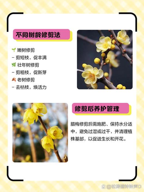 腊梅什么时候修剪，腊梅如何修剪才能多开花