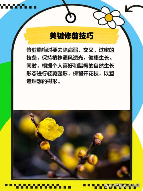 腊梅什么时候修剪,腊梅如何修剪才能多开花-第2张图片-优品飞百科 腊梅什么时候修剪,腊梅如何修剪才能多开花-第2张图片-优品飞百科