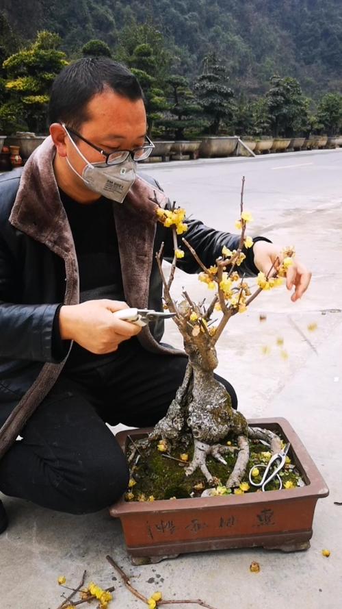 腊梅什么时候修剪,腊梅如何修剪才能多开花-第3张图片-优品飞百科 腊梅什么时候修剪,腊梅如何修剪才能多开花-第3张图片-优品飞百科