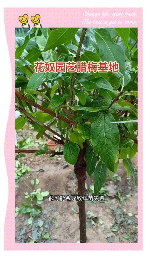 腊梅什么时候修剪,腊梅如何修剪才能多开花-第4张图片-优品飞百科 腊梅什么时候修剪,腊梅如何修剪才能多开花-第4张图片-优品飞百科