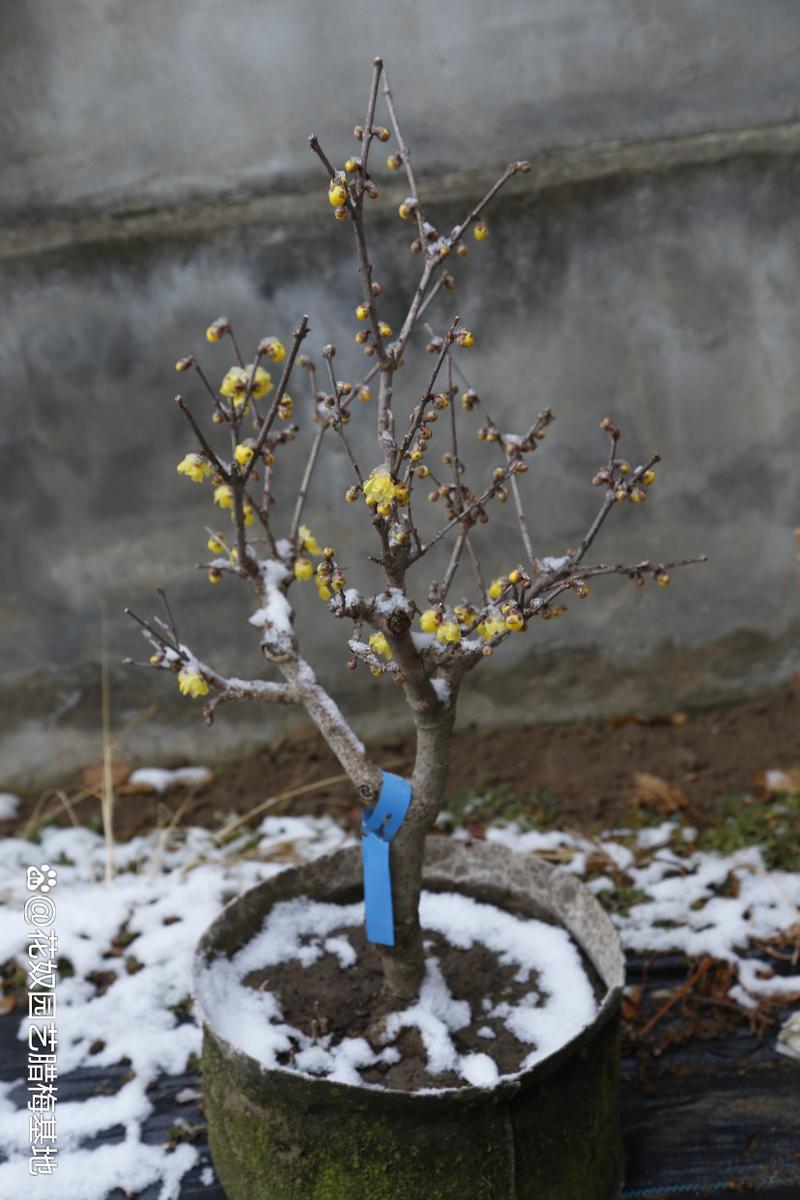 腊梅什么时候修剪,腊梅如何修剪才能多开花-第5张图片-优品飞百科 腊梅什么时候修剪,腊梅如何修剪才能多开花-第5张图片-优品飞百科