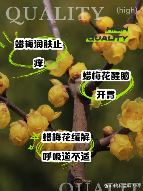 腊梅什么时候修剪,腊梅如何修剪才能多开花-第6张图片-优品飞百科 腊梅什么时候修剪,腊梅如何修剪才能多开花-第6张图片-优品飞百科