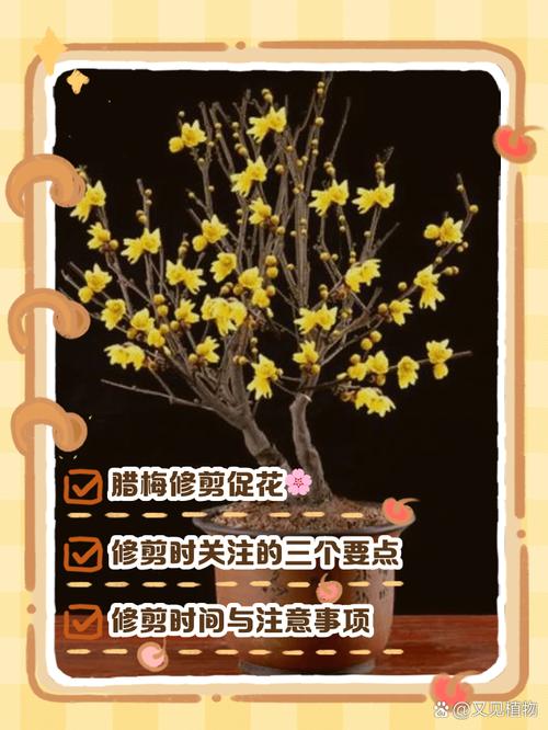 腊梅什么时候修剪,腊梅如何修剪才能多开花-第7张图片-优品飞百科 腊梅什么时候修剪,腊梅如何修剪才能多开花-第7张图片-优品飞百科