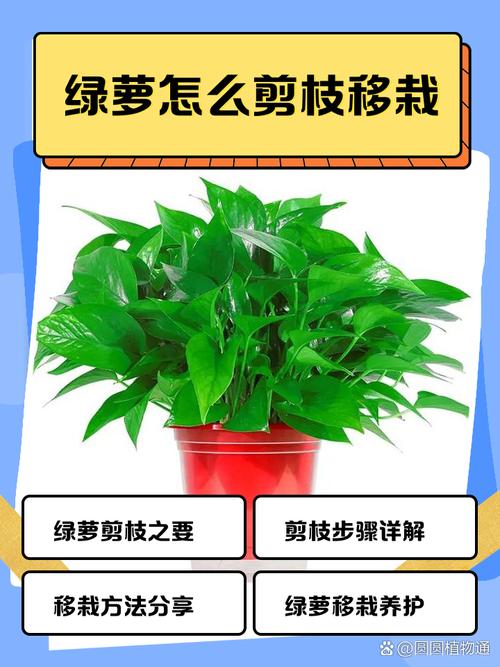 水培绿萝什么季节移栽好?水培绿萝一般多久生根?-第5张图片-优品飞百科 水培绿萝什么季节移栽好?水培绿萝一般多久生根?-第5张图片-优品飞百科