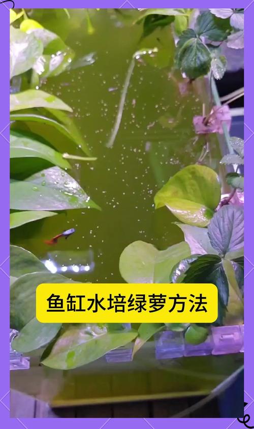 水培绿萝什么季节移栽好?水培绿萝一般多久生根?-第6张图片-优品飞百科 水培绿萝什么季节移栽好?水培绿萝一般多久生根?-第6张图片-优品飞百科